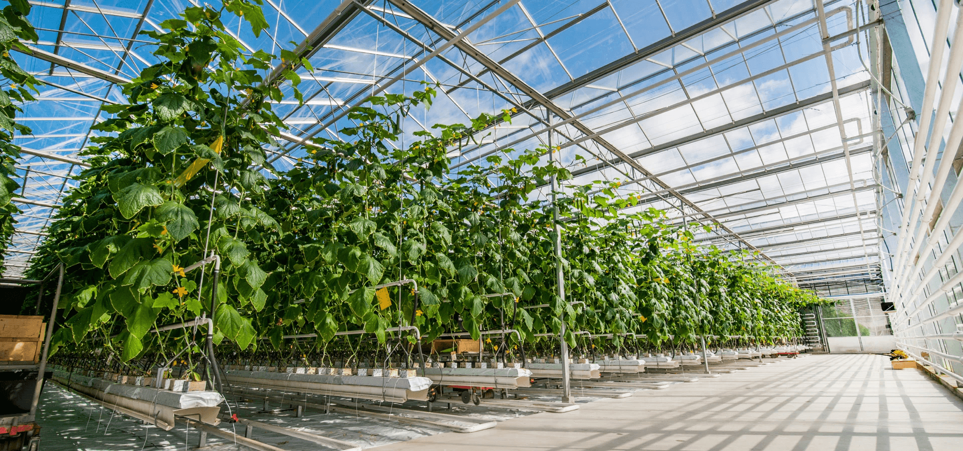 Carbominer: Merging the Worlds of Direct Air Capture and Greenhouses