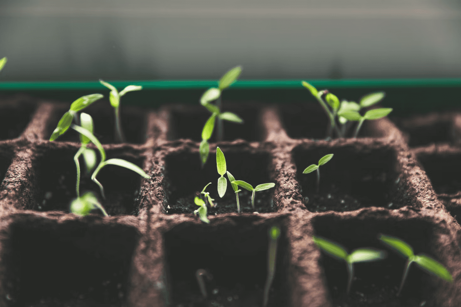Super - Plants: How genetically modified organisms can reshape the way we approach climate change